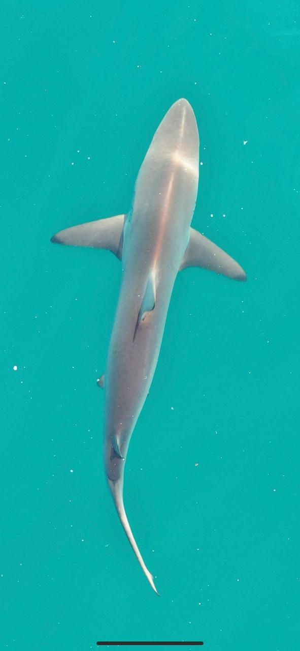 Carcharhinus brevipinna