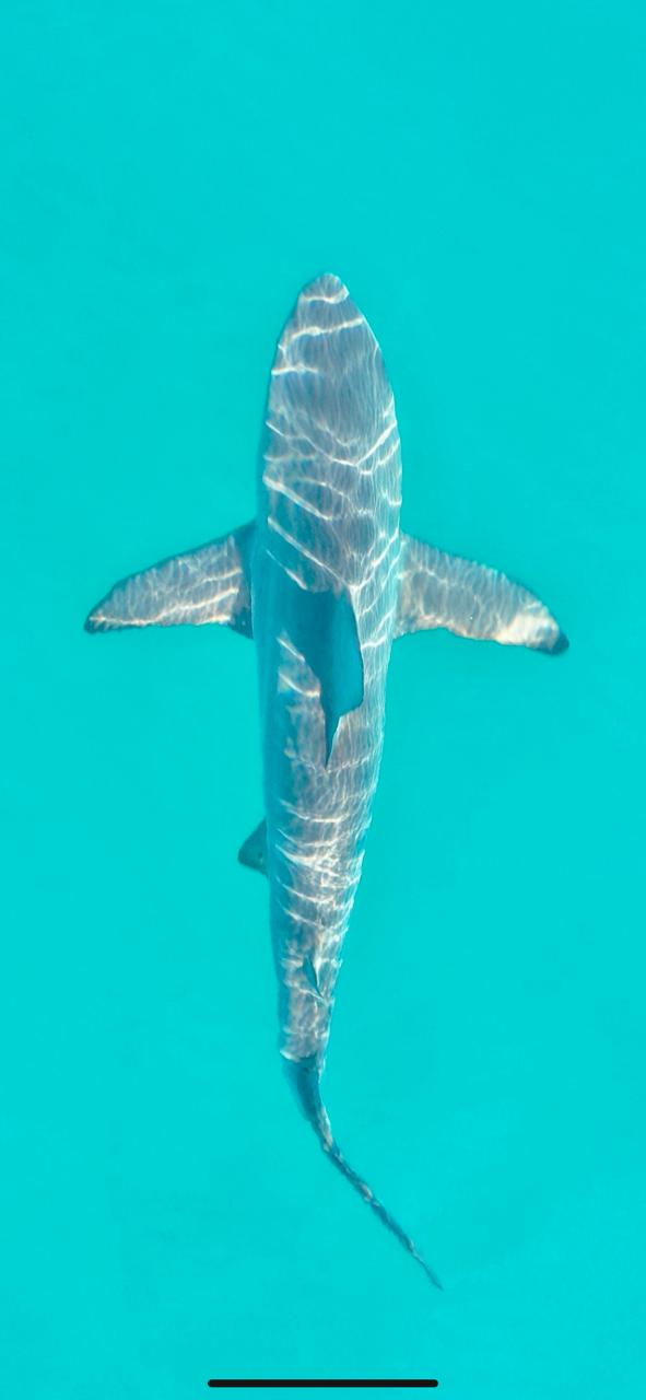 Carcharhinus limbatus