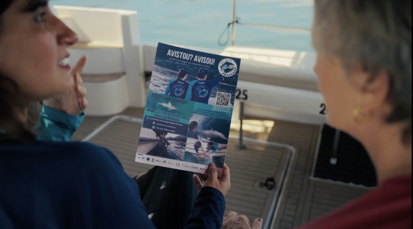 Pela primeira vez, cientistas monitoram tubarões-tigre na região Sudeste