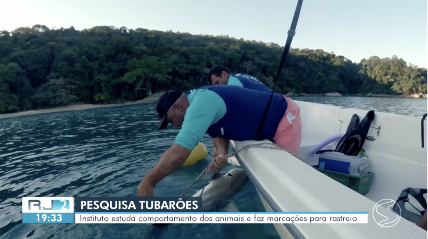 Instituto estuda comportamento de tubarões e faz marcações para rastreio em Angra dos Reis